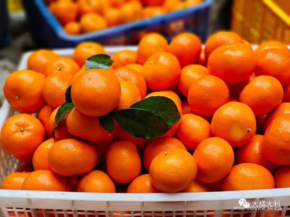 沃柑|【大橘大利】新年，新思考