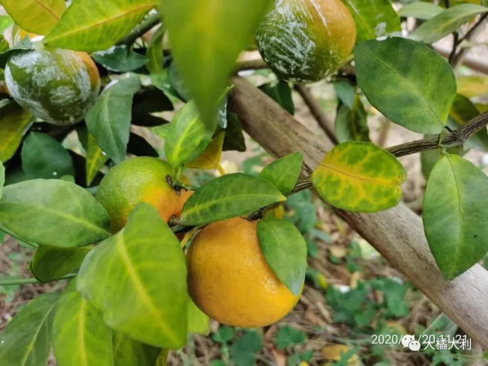 沃柑|【大橘大利】新年，新思考