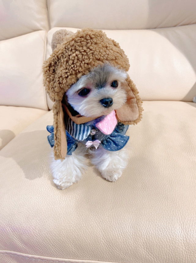 约克夏 卖帽子的汤包包 约克夏