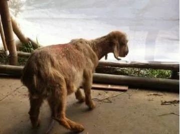 软骨病|羊软骨病，站不稳怎么治？