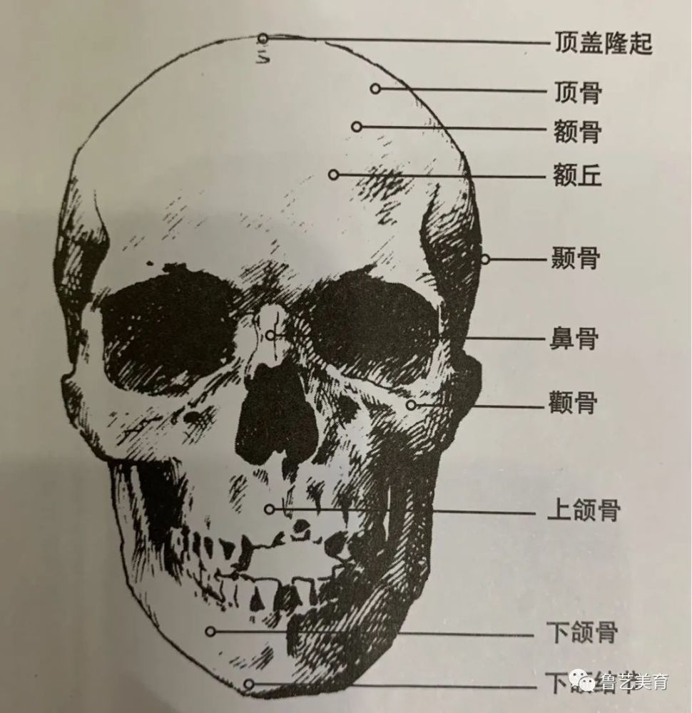 b面顱骨a腦顱骨分為腦顱骨和麵顱骨兩部分.