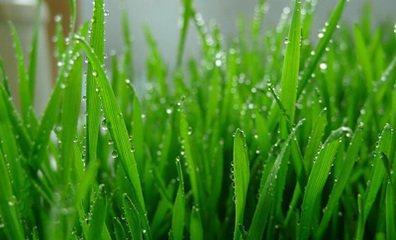 小麦草|这个植物，猫很喜欢吃，而且对它的身体有好处