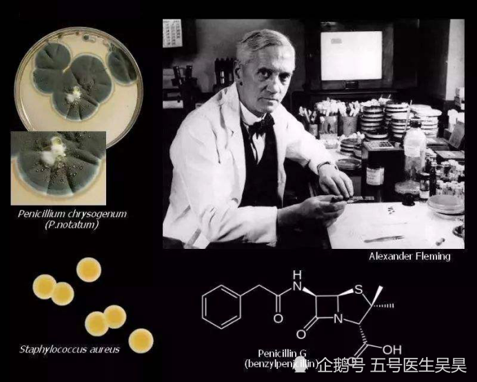 托马斯·弗莱明|医学史上的2月13日：英国医学家弗莱明发现青霉素