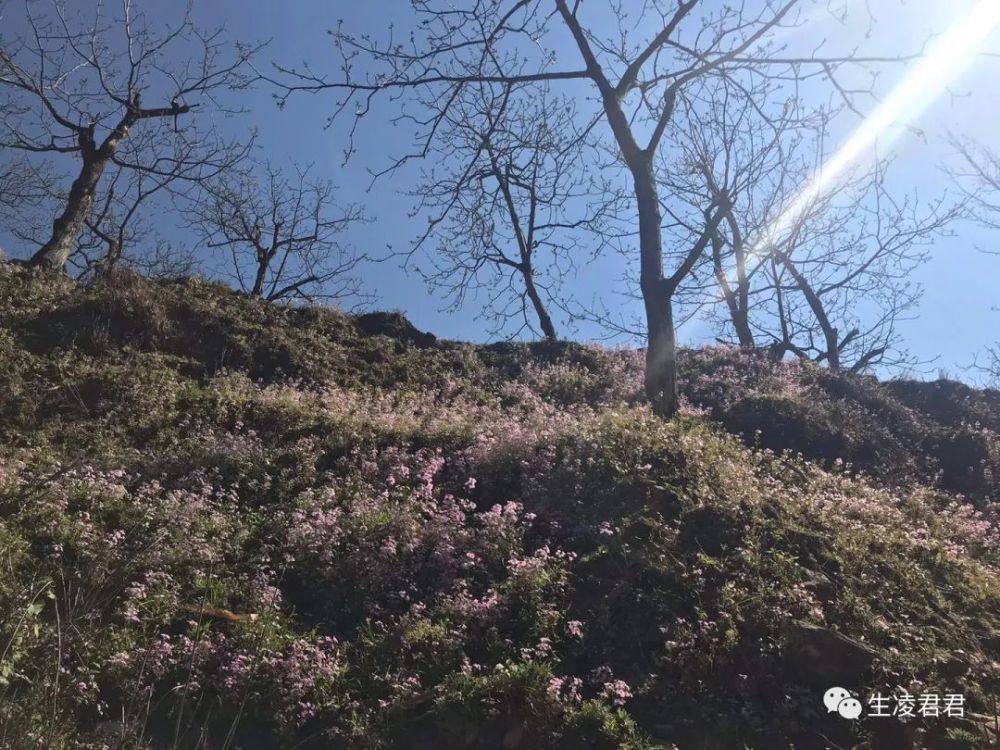 滿山的野花