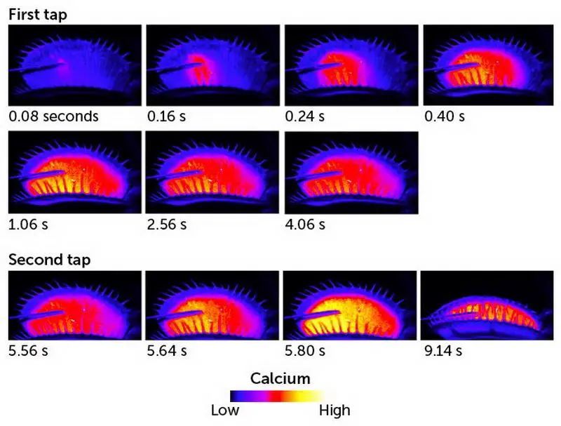 捕蝇草|植物也有记忆？科学家发现捕蝇草拥有30秒的短期记忆