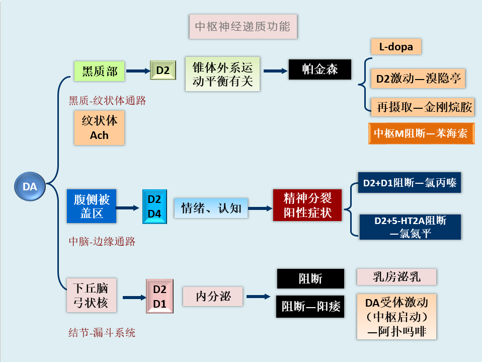 多巴胺常被称为"愉悦"激素,是一种激素和神经递质,是大脑奖励系统的