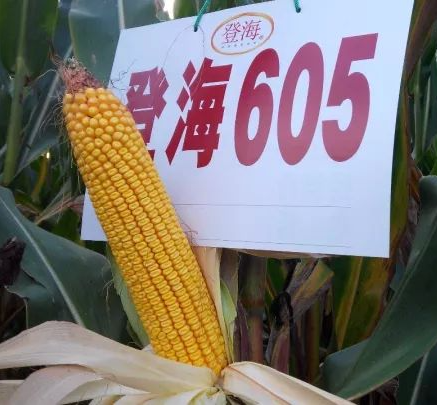 登海种业第四代和第五代品种登海605,登海618,自审定进入市场以来,以