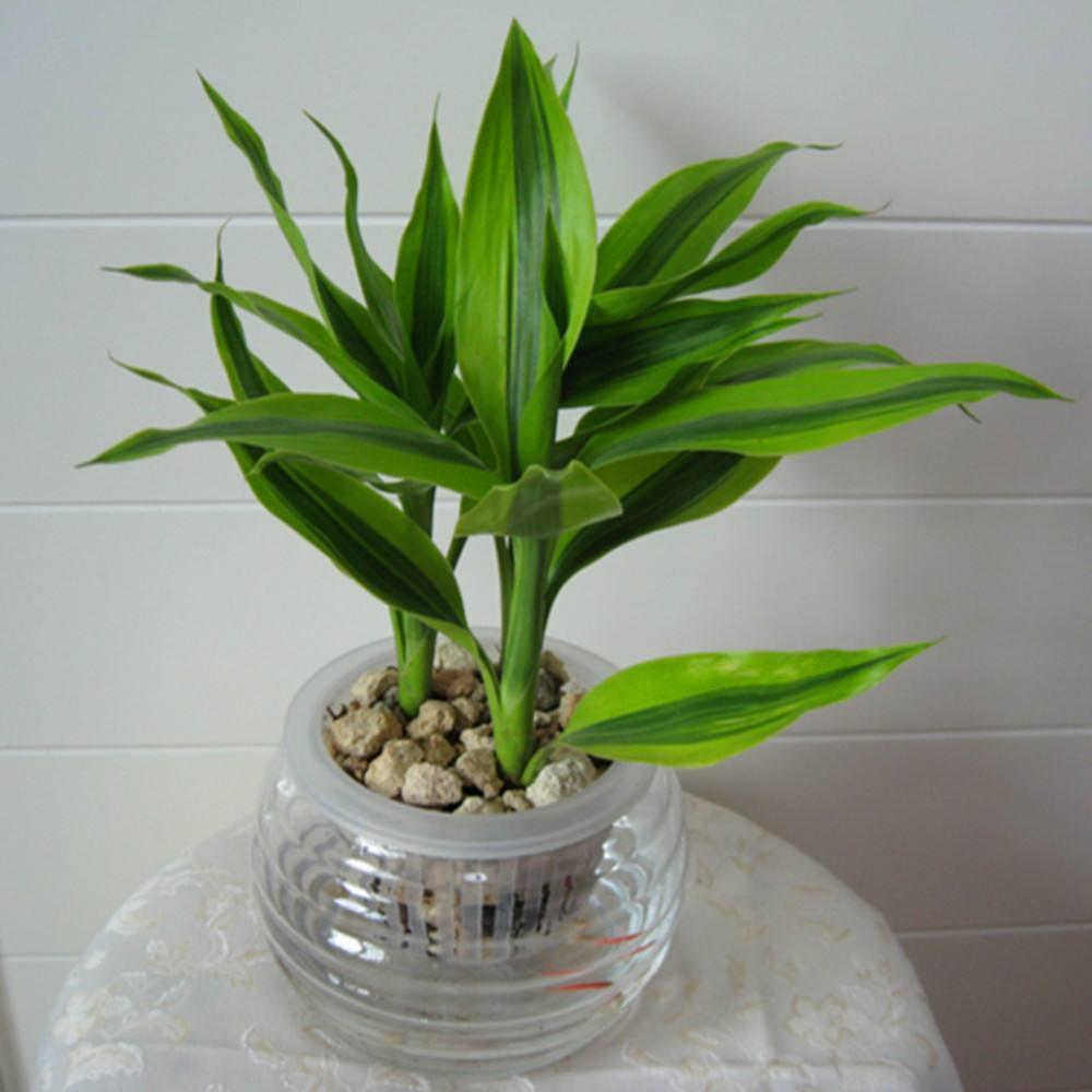 新春养富贵竹支数和摆放位置均有讲究这样养才能不黄叶且旺财