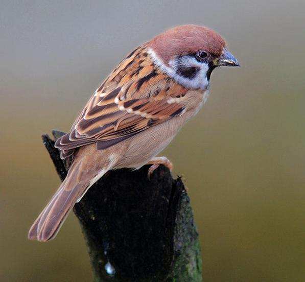 麻雀|经常见到的麻雀都是进口鸟，我国本土麻雀去哪里了？