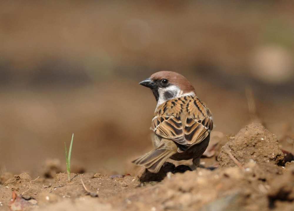 麻雀|经常见到的麻雀都是进口鸟，我国本土麻雀去哪里了？