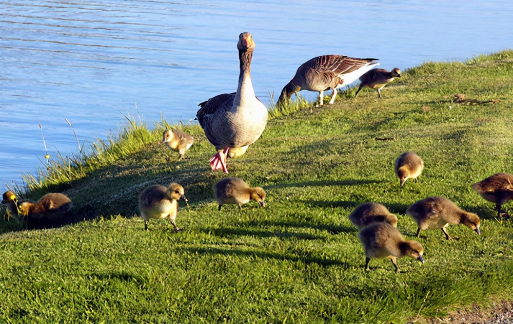 但对于大雁这种鸭科候鸟的特性大都是这样,在一个繁殖季内,它们确实是