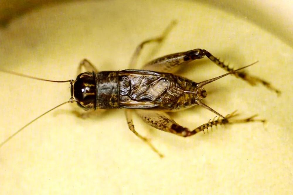 蟋蟀鉴赏6上大牙紫