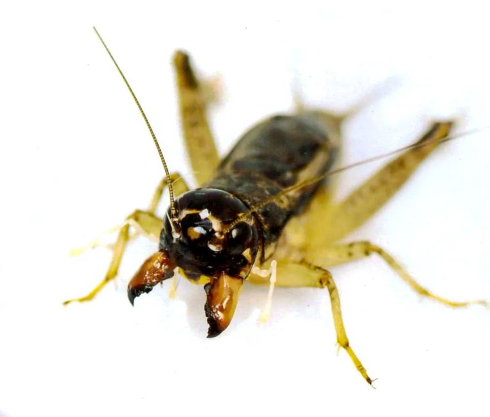 蟋蟀鉴赏6上大牙紫