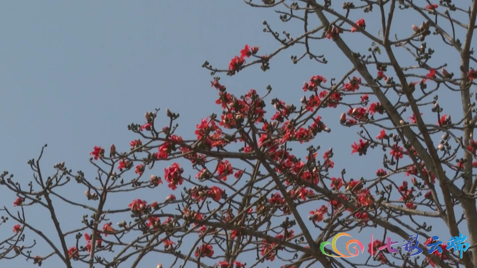 居家过年云上赏花 腾讯新闻