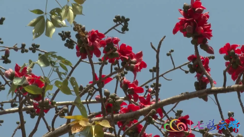 居家过年云上赏花 腾讯新闻