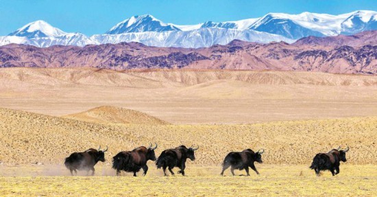 群牛踏雪奔腾迎牛年