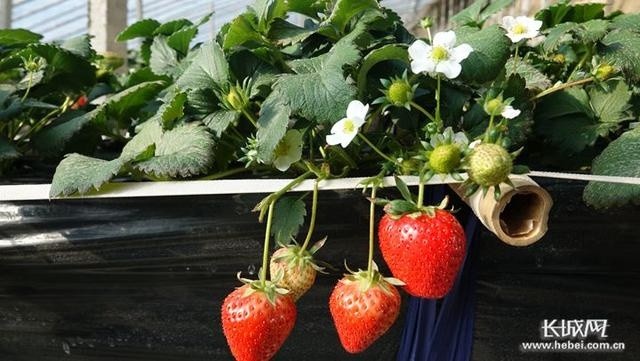 草莓|新春走基层｜栾城草莓网上俏 果园直达“果盘”