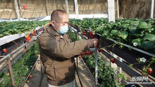 草莓|新春走基层｜栾城草莓网上俏 果园直达“果盘”