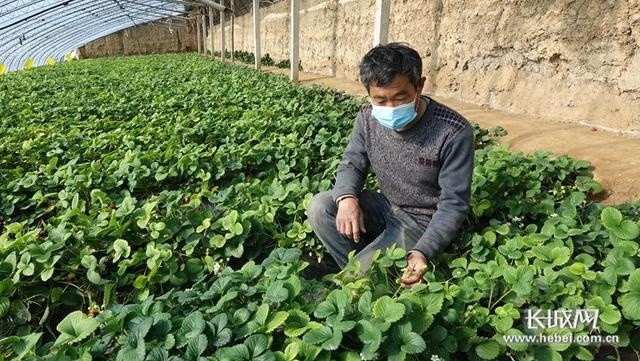 草莓|新春走基层｜栾城草莓网上俏 果园直达“果盘”