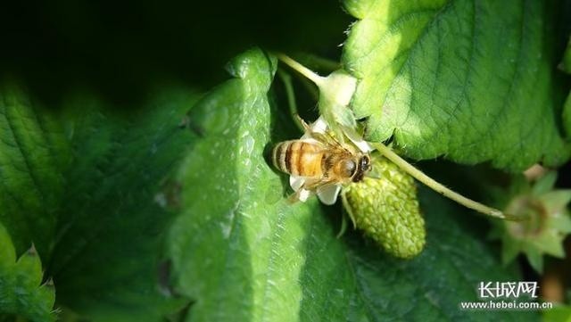 草莓|新春走基层｜栾城草莓网上俏 果园直达“果盘”