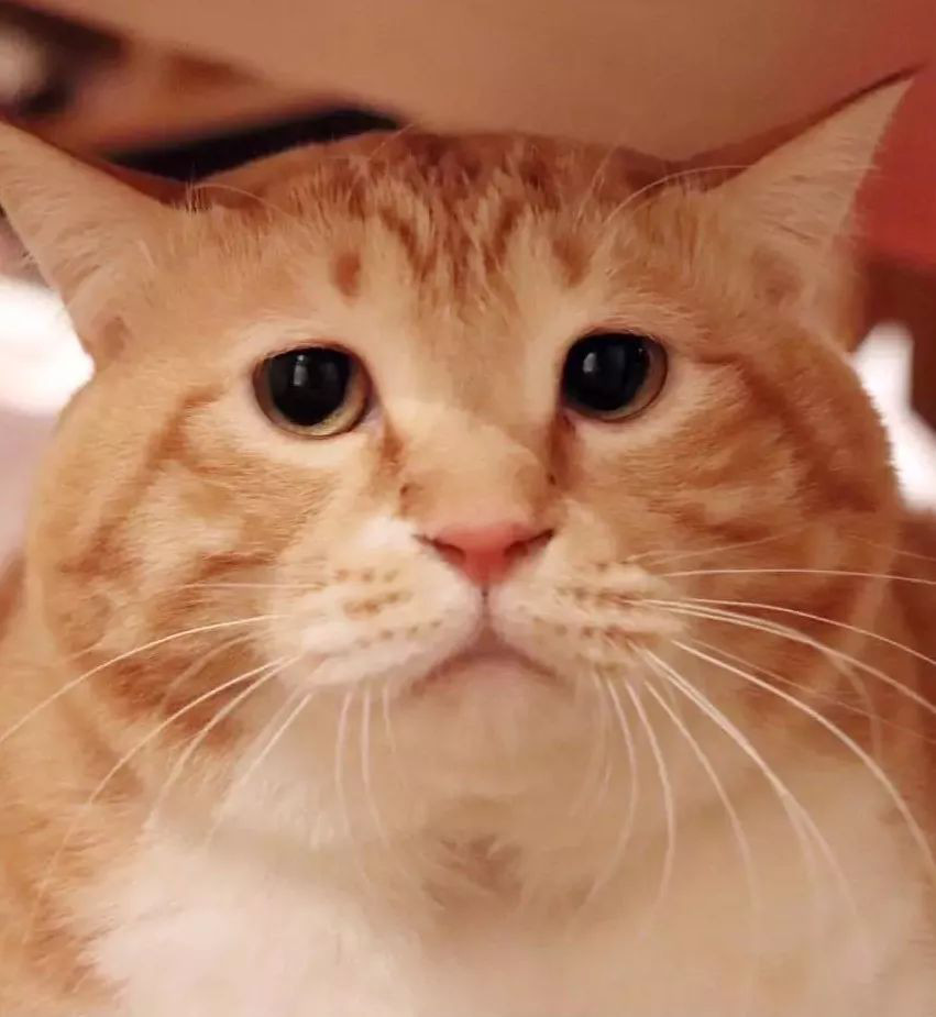 头像过年啦又丧又肥的橘猫驾到