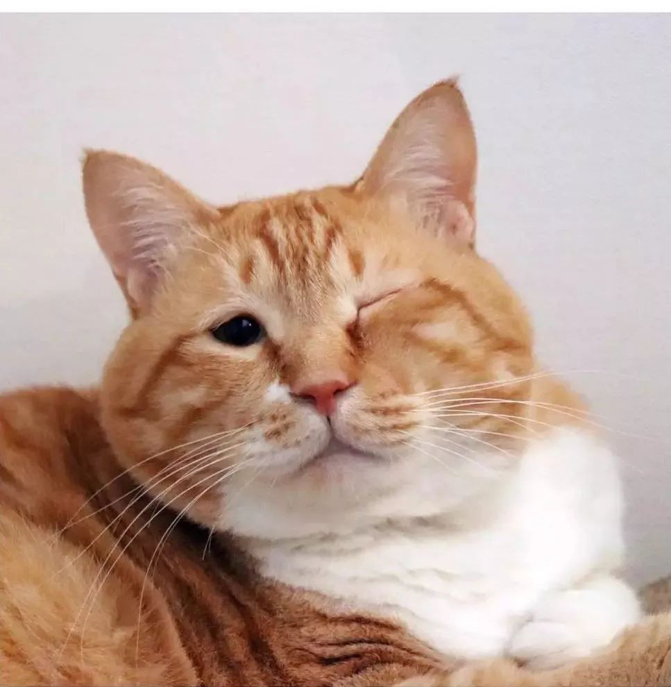 头像过年啦又丧又肥的橘猫驾到