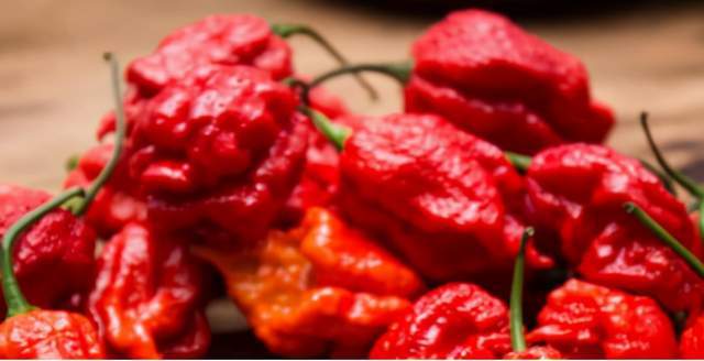 辣椒|世界上最辣的植物是何方神圣？形似仙人掌，比辣椒还辣近万倍