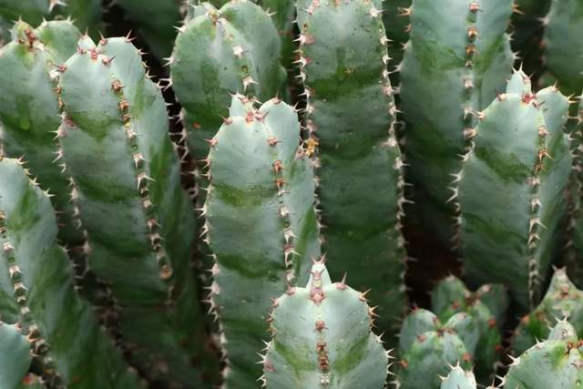 辣椒|世界上最辣的植物是何方神圣？形似仙人掌，比辣椒还辣近万倍