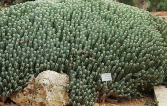 形似仙人掌,比辣椒还辣近万倍|辣椒|树脂|何方|大戟|痛觉