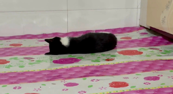 蟑螂|【3月4日】神评论：偷油婆的亲戚还是偷油婆