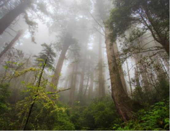广西|广西两位村民：进山采药意外发现飞机残骸，揭开尘封52年的历史