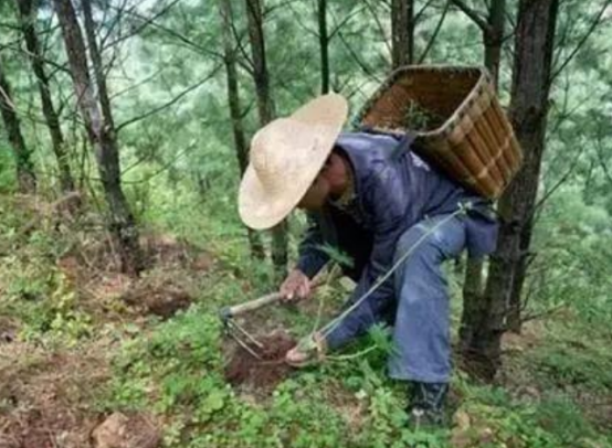 广西|广西两位村民：进山采药意外发现飞机残骸，揭开尘封52年的历史