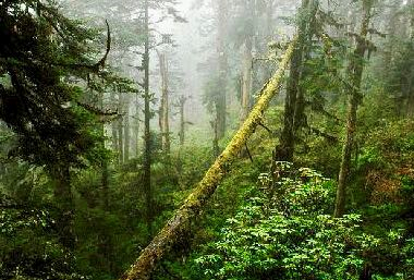 地磁|四川黑竹沟为什么常有人失踪？专家历时两年发现沟内深处极为异常