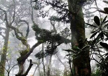 地磁|四川黑竹沟为什么常有人失踪？专家历时两年发现沟内深处极为异常