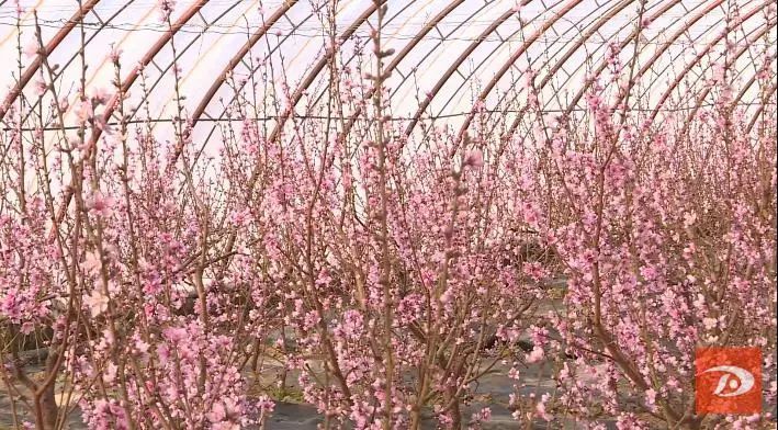 祁新虎|敦煌：人勤春来早 温室桃花朵朵开