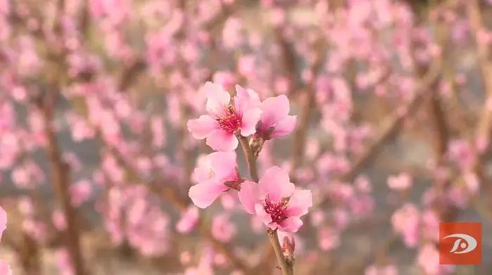 祁新虎|敦煌：人勤春来早 温室桃花朵朵开