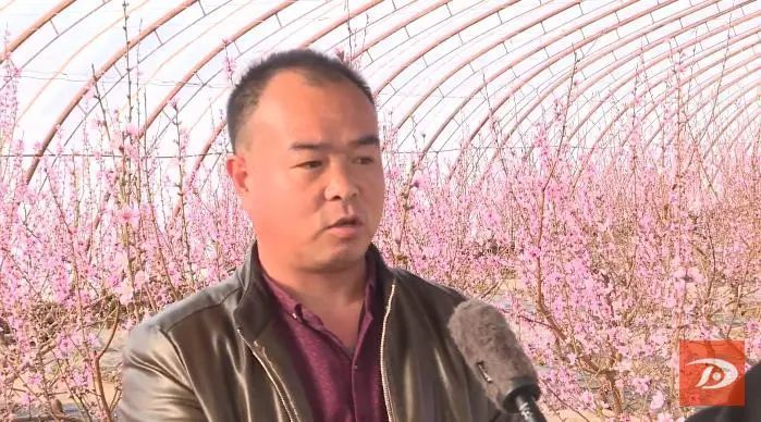 祁新虎|敦煌：人勤春来早 温室桃花朵朵开