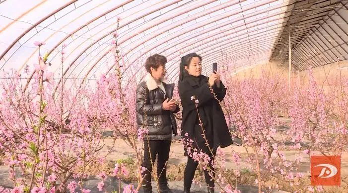 祁新虎|敦煌：人勤春来早 温室桃花朵朵开