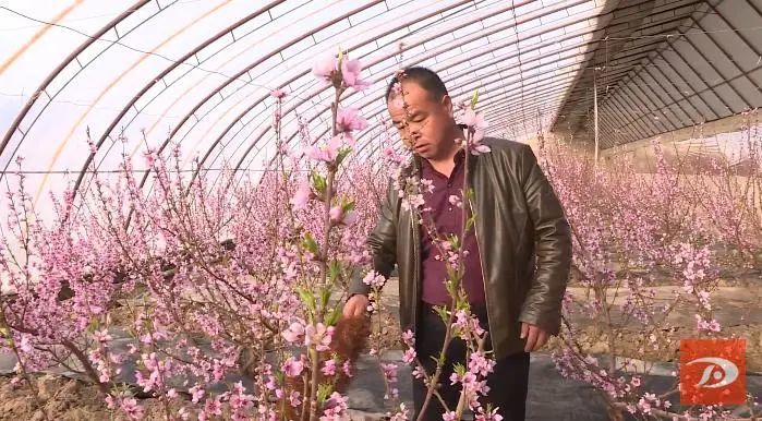 祁新虎|敦煌：人勤春来早 温室桃花朵朵开