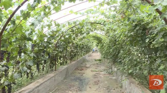 祁新虎|敦煌：人勤春来早 温室桃花朵朵开