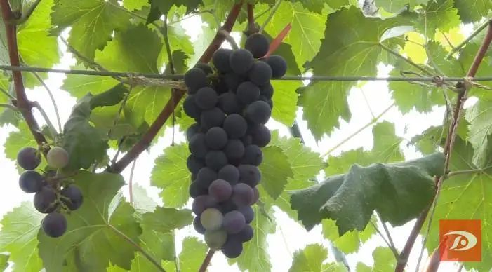 祁新虎|敦煌：人勤春来早 温室桃花朵朵开