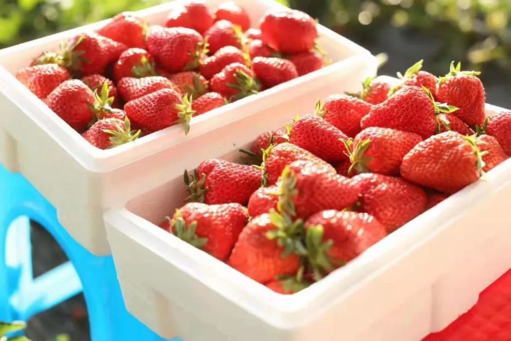 水果最丰富的就是这里有着要说这盈福生态园盈福生态园公交:从鲅鱼圈