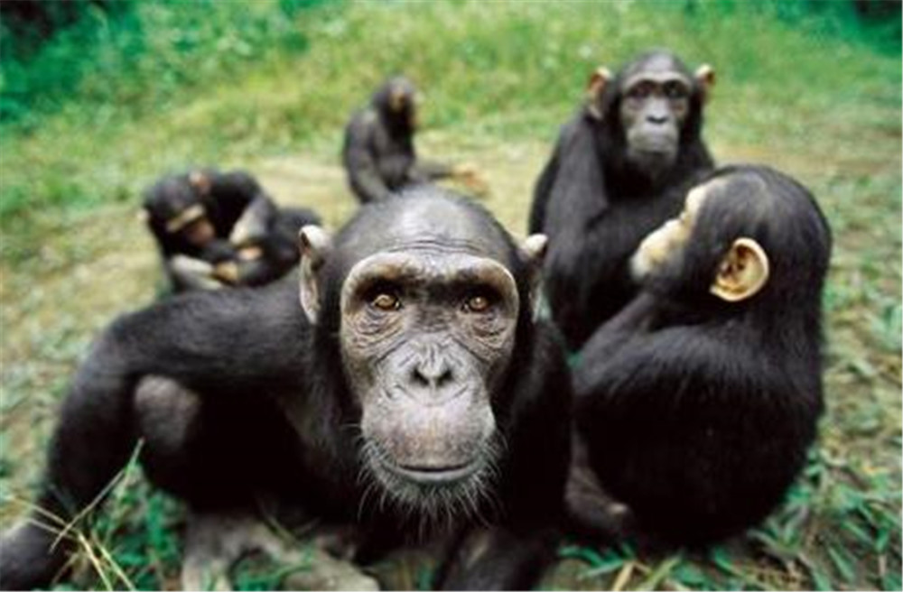 假設這項技術真的能夠讓人類與其他動物繁衍後代,那麼這個新生命我們