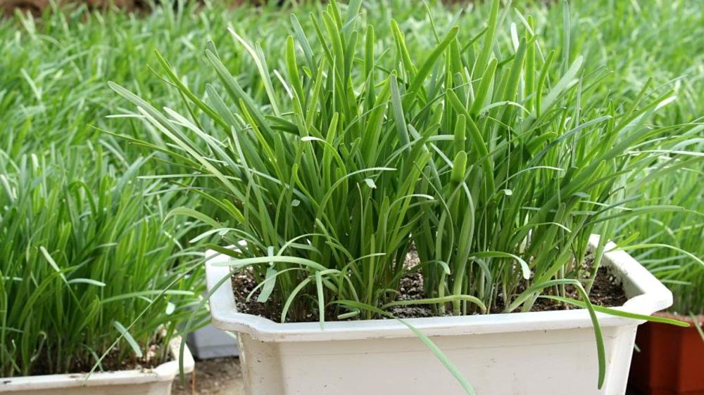 韭菜|种韭菜掌握这几个小技巧，一次种植多年收，农民朋友注意了