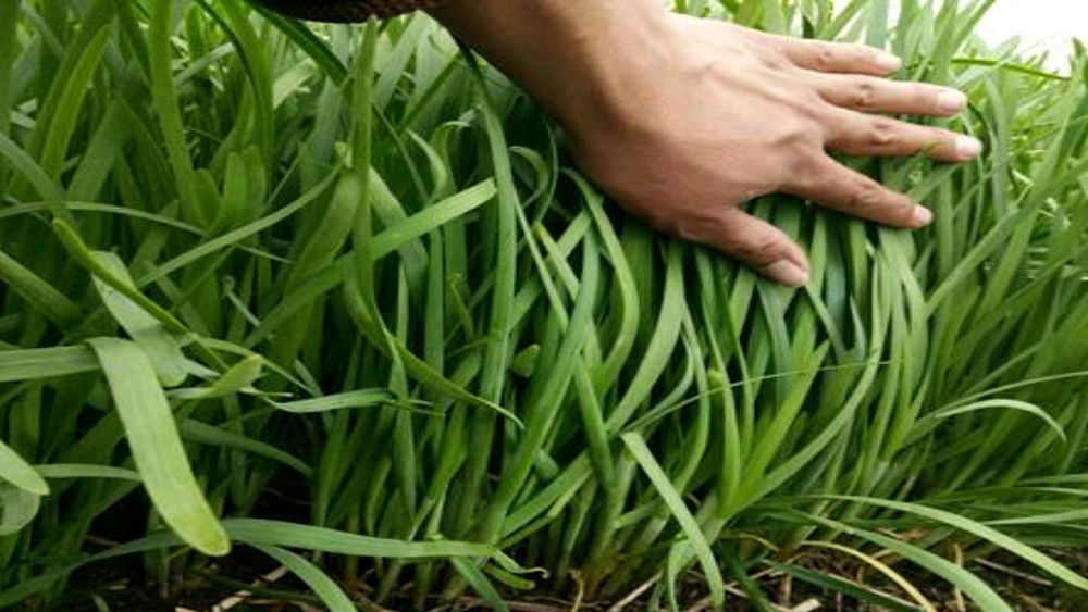 韭菜|种韭菜掌握这几个小技巧，一次种植多年收，农民朋友注意了