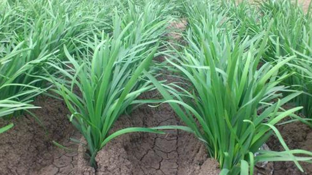 韭菜|种韭菜掌握这几个小技巧，一次种植多年收，农民朋友注意了