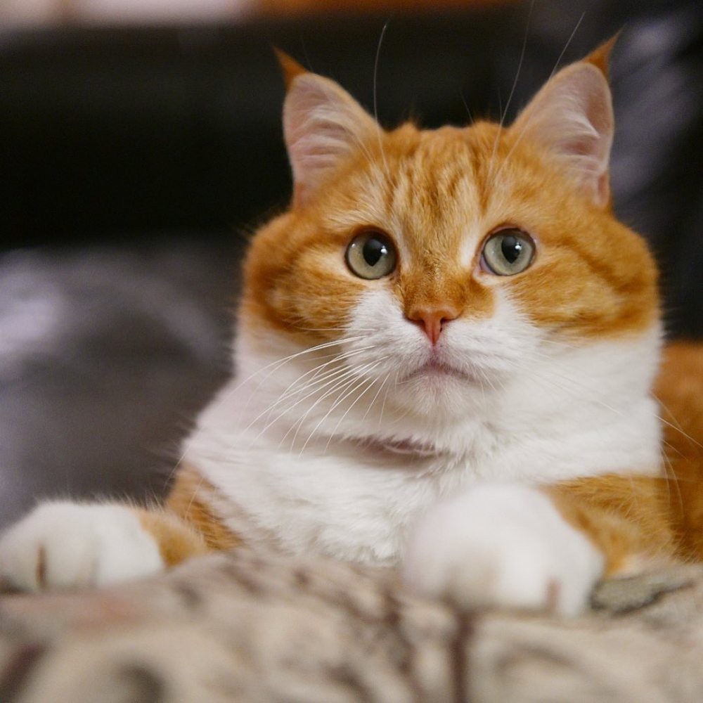 为什么ginger和其他猫咪完全不同,反而喜欢玩雪?