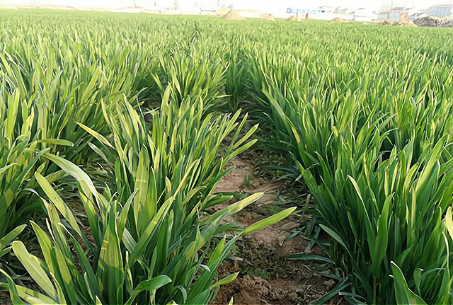 小麦返青期阔叶杂草多为何不建议用苯磺隆3点技巧提高防效