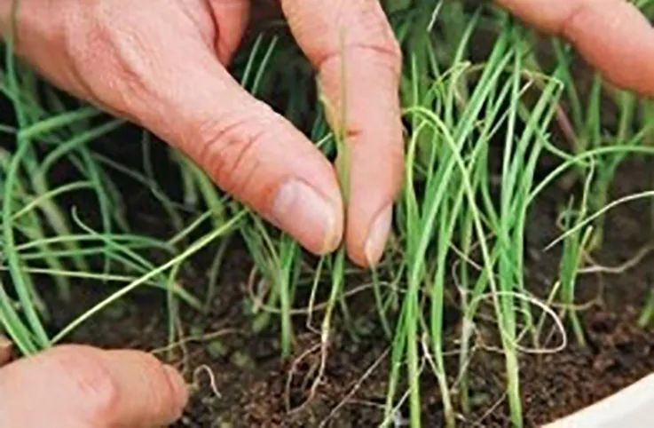 植株|名带“香”字儿，你定都尝试栽种的6款美味蔬菜！