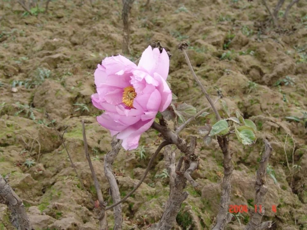 牡丹花|“秀新啊，你能不能送我一盆牡丹花？一定要让它大年初一开” ｜张秀新